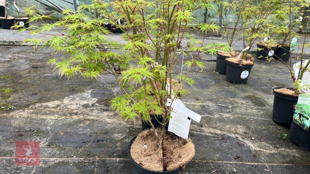 3 ACER PALMATUM SEIRYU TREES