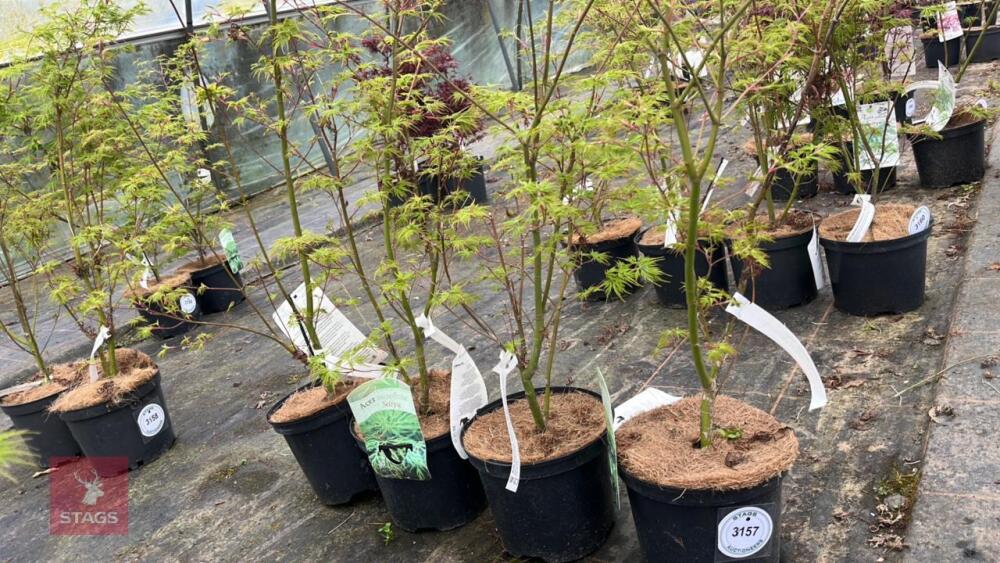 4 ACER PALMATUM SEIRYU TREES