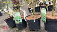 4 ACER PALMATUM SEIRYU TREES - 2