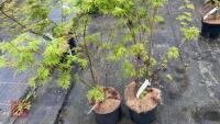 2 ACER PALMATUM SEIRYU TREES