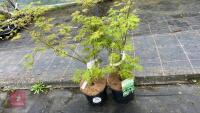 2 ACER PALMATUM SEIRYU TREES