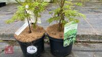 2 ACER PALMATUM SEIRYU TREES - 2