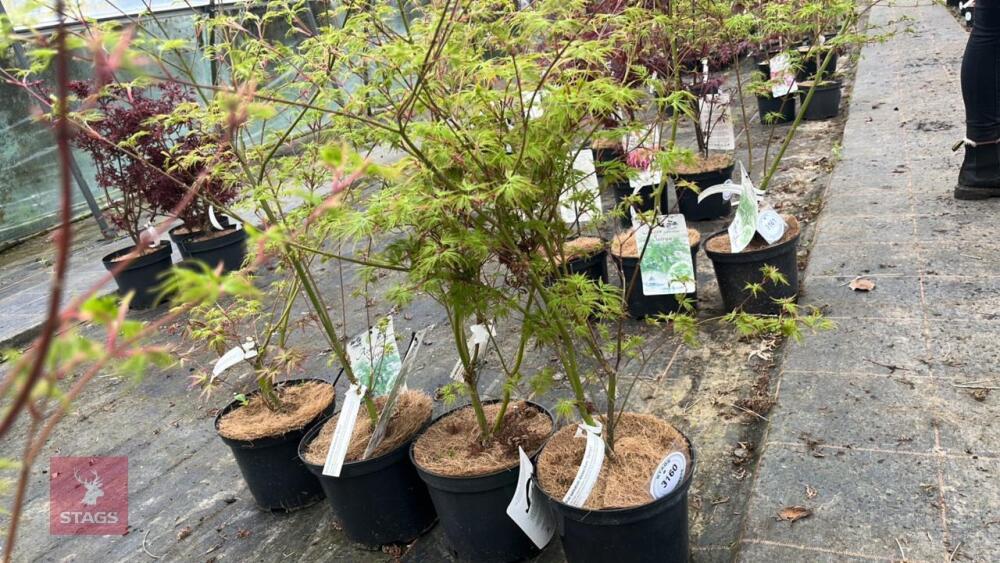 4 ACER PALMATUM SEIRYU TREES