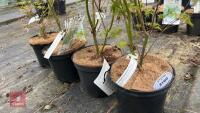 4 ACER PALMATUM SEIRYU TREES - 2