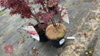 3 ACER PALMATUM 'SKEETERS BROOM' - 2