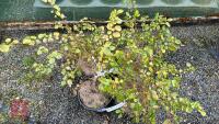4 AZARA DENTATA SHRUBS