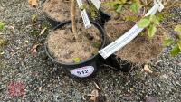4 AZARA DENTATA SHRUBS - 3
