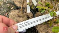 4 AZARA DENTATA SHRUBS - 4