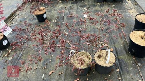 2 ACER PALMATUM DISSECTUM 'TAMUKEYMA'