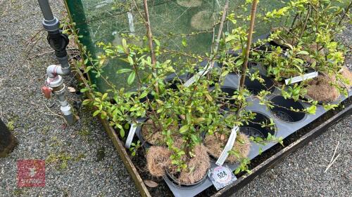 4 MIXED CHAENOMELES SPECIOSA