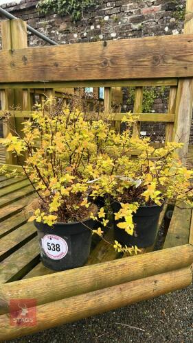 3 SPIRAEA JAPONICA 'GOLD MOUND' SHRUBS