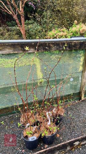 5 DEUTZIA HYBRIDA 'MONT ROSE'