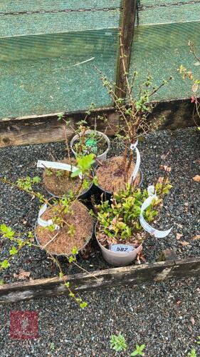 5 MIXED SHRUBS