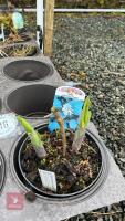 3 HOSTA SIEBOLDIANA PLANTS - 2