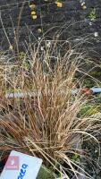 3 STIPA ARUNDINACEA GRASSES - 2