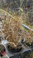 3 STIPA ARUNDINACEA GRASSES - 3