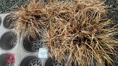 5 UNCINIA RUBRA GRASSES