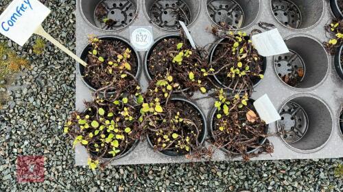 6 SYMPHYTUM IBERICUM PLANTS