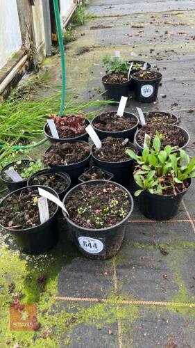 10 MIXED PLANTS