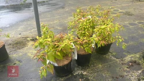 4 LYCESTERIA FORMOSA GOLDEN LANTERNS