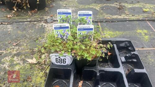 4 X SEEDING CAMPANULA MURALIS