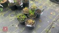 6 MIXED GRASSES