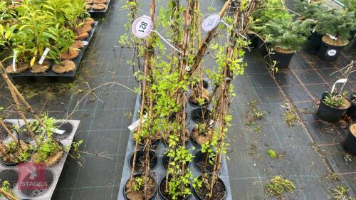 3 CLEMATIS VITALBA CLIMBERS