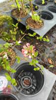 3 VIBURNUM CARLESII 'JUDDII' SHRUBS - 2
