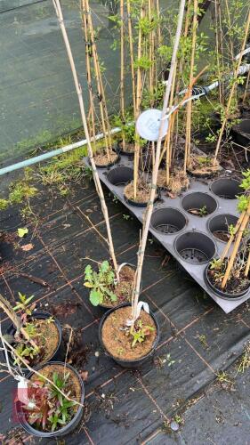 GLEDITSIA TRIACANTHOS 'SPECTRUM' TREES