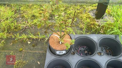 1 LOVING MEMORY ROSE BUSH