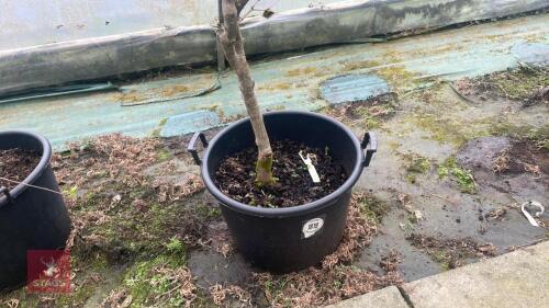 ACER PALMATUM - RED PYGMY