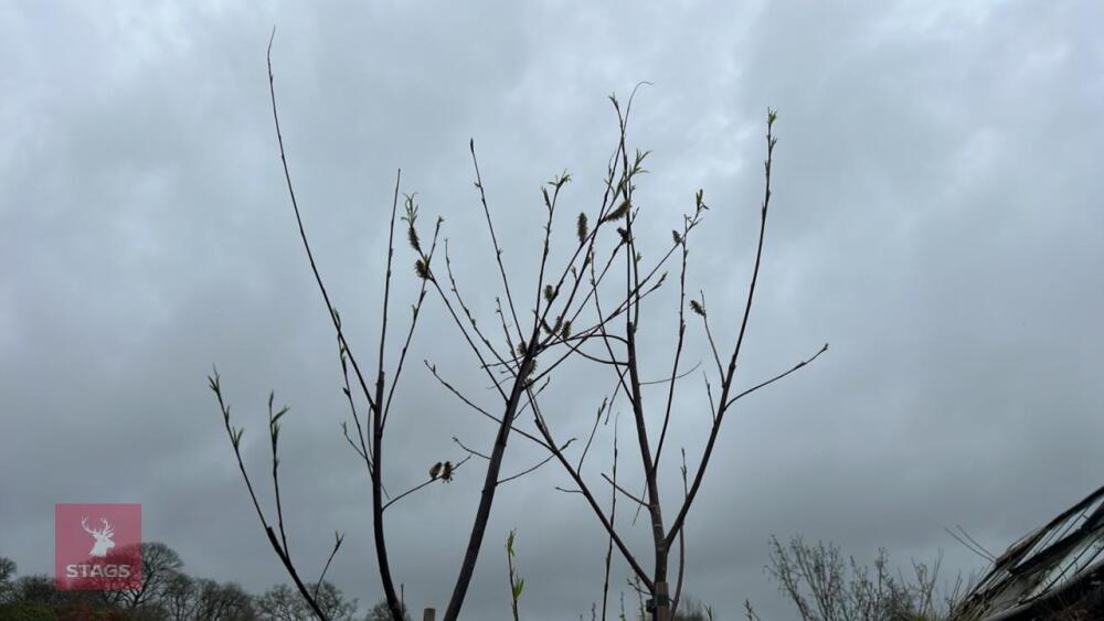 2 SALIX ACUTIFOLIA 'BLUE STREAK'