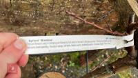 2 APRICOT 'BREDASE' - 4