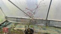 ACER PALMATUM 'SHIRAZ'