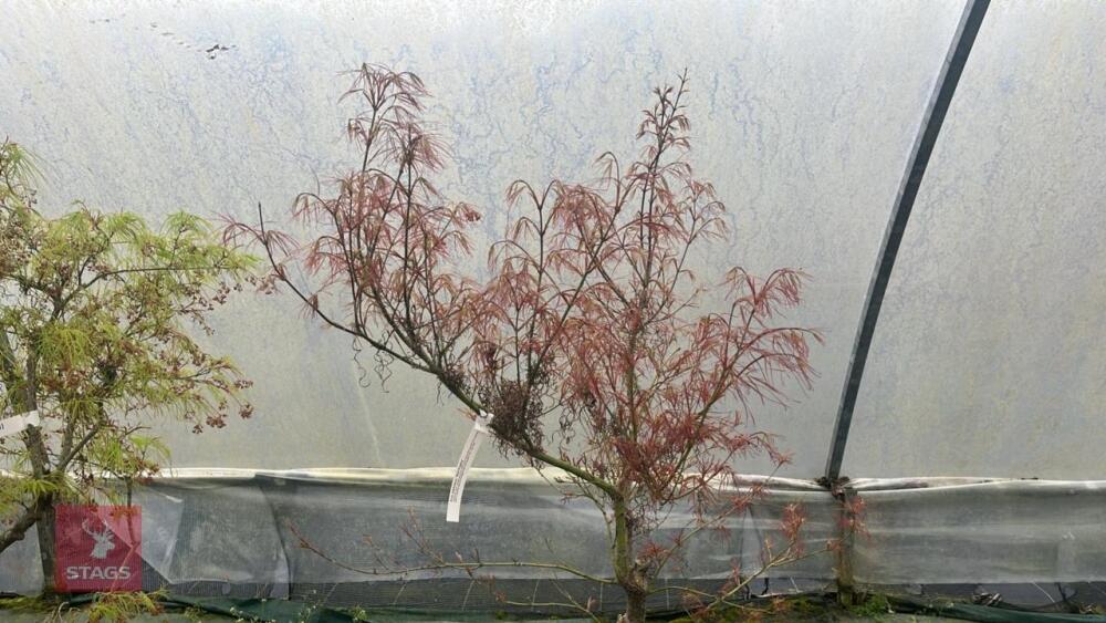 ACER PALMATUM 'RED PYGMY'