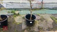 ACER PALMATUM 'RED PYGMY' - 3