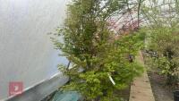 ACER PALMATUM 'BUTTERFLY' - 2