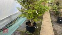 ACER PALMATUM 'BUTTERFLY' - 3