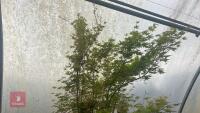ACER PALMATUM 'BUTTERFLY' - 4