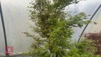 ACER PALMATUM 'BUTTERFLY' - 5