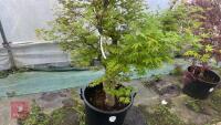 ACER PALMATUM 'BUTTERFLY' - 6