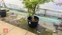 ACER PALMATUM 'BUTTERFLY' - 7