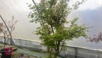 ACER PALMATUM 'BUTTERFLY' - 8