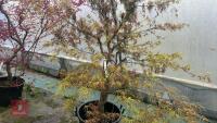 ACER PALMATUM 'VILLA TARANTO' - 2