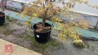 ACER PALMATUM 'VILLA TARANTO' - 3