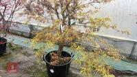 ACER PALMATUM 'VILLA TARANTO' - 4