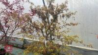 ACER PALMATUM 'VILLA TARANTO' - 5