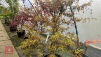 ACER PALMATUM 'VILLA TARANTO' - 8