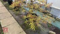 ACER PALMATUM 'VILLA TARANTO' - 9