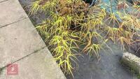 ACER PALMATUM 'VILLA TARANTO' - 10